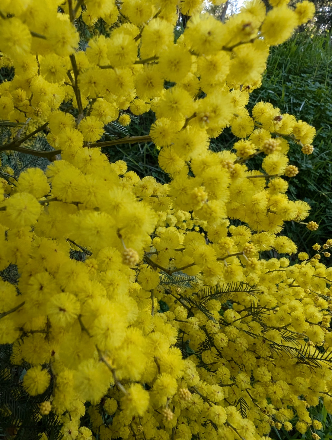 Bright Yellow Wattle Blooms in Melbourne