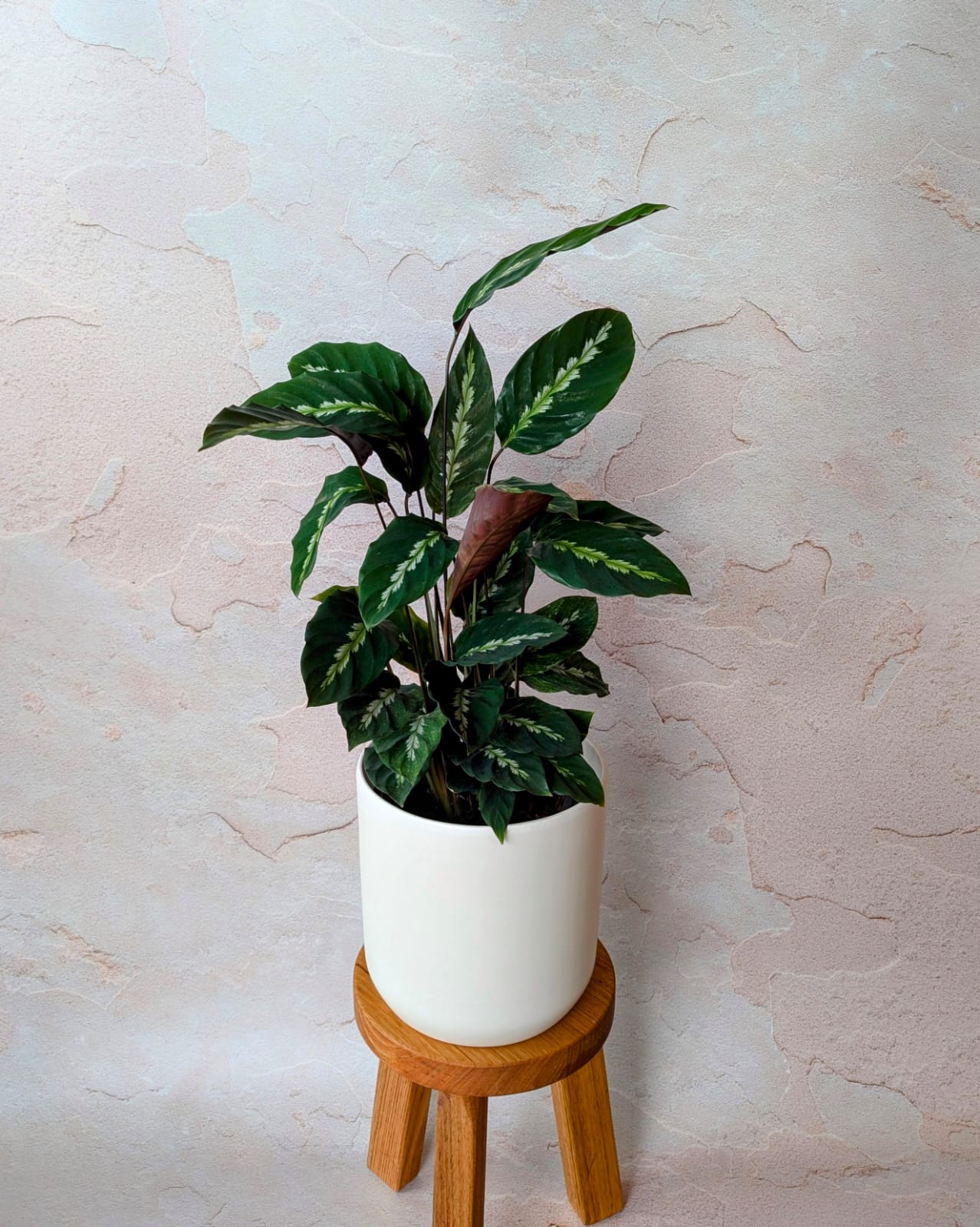 Calathea louisae Maui Queen