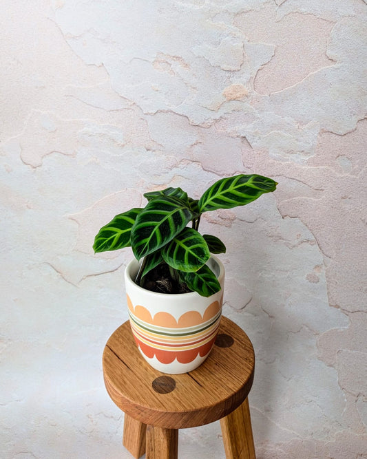 Calathea zebrina