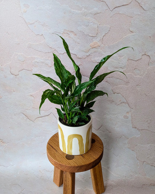 Spathiphyllum domino