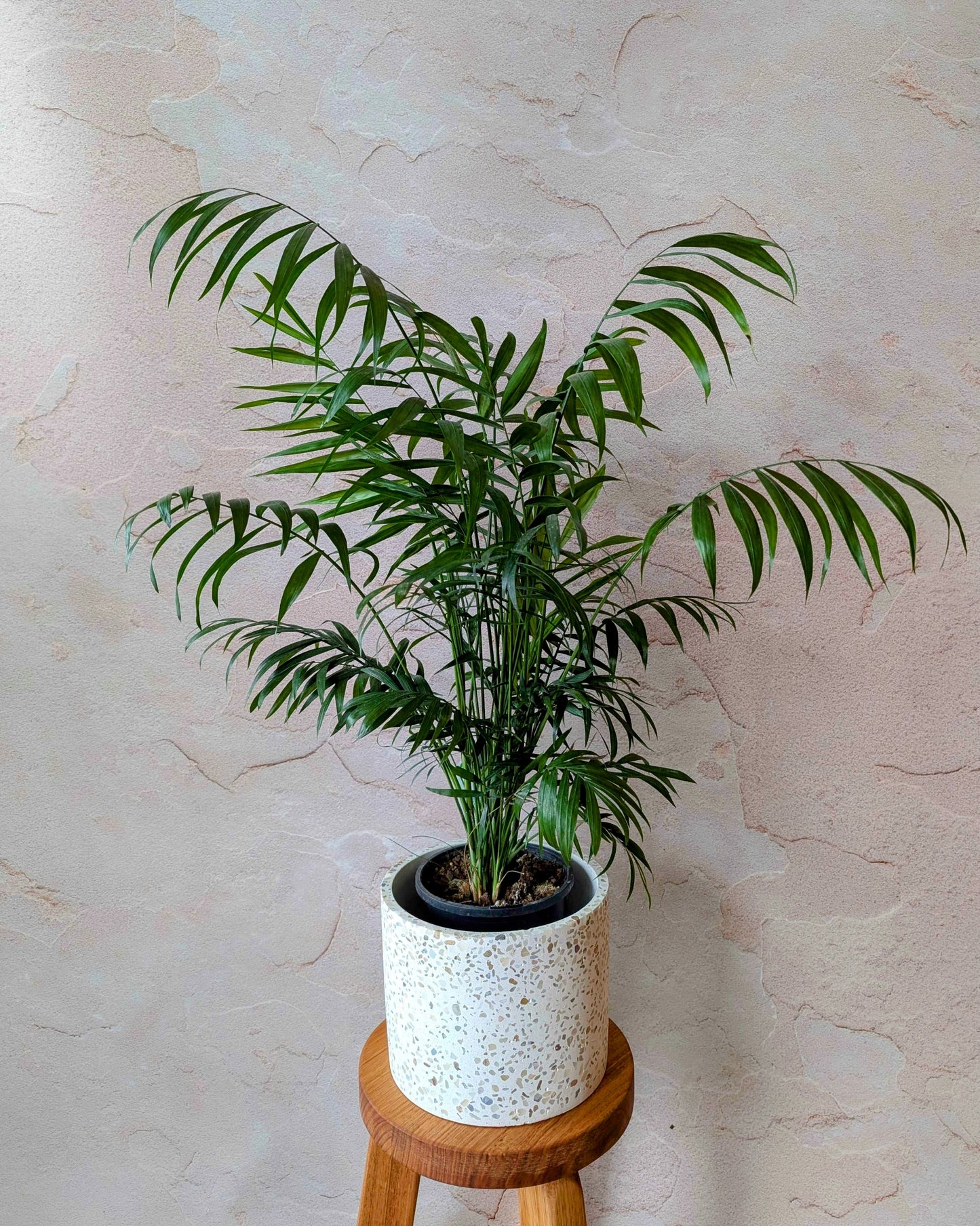 Parlour Palm 140mm