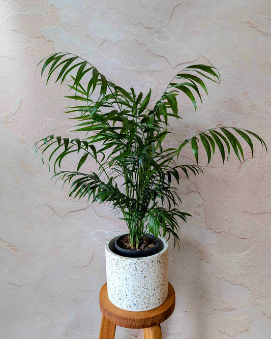 Parlour Palm 140mm