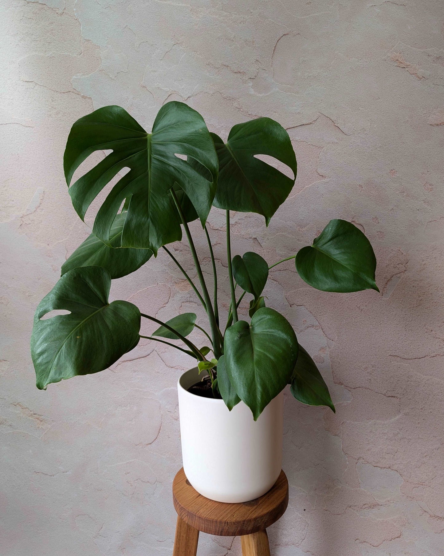 Monstera deliciosa Fruit Salad Plant 170mm