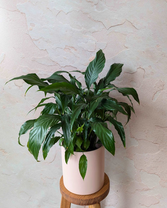 Peace Lily 165mm