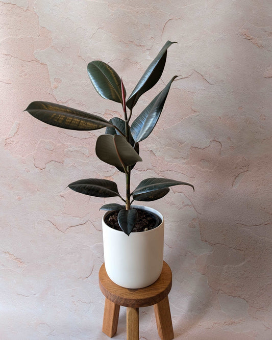 Ficus elastica/Rubber Plant 170mm