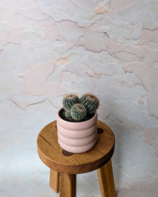 Cactus 95mm with ceramic pot