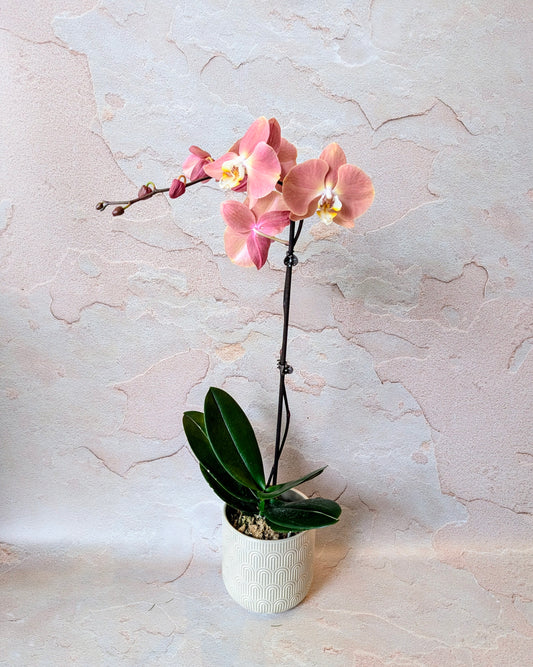 Potted Phalanopses Orchid