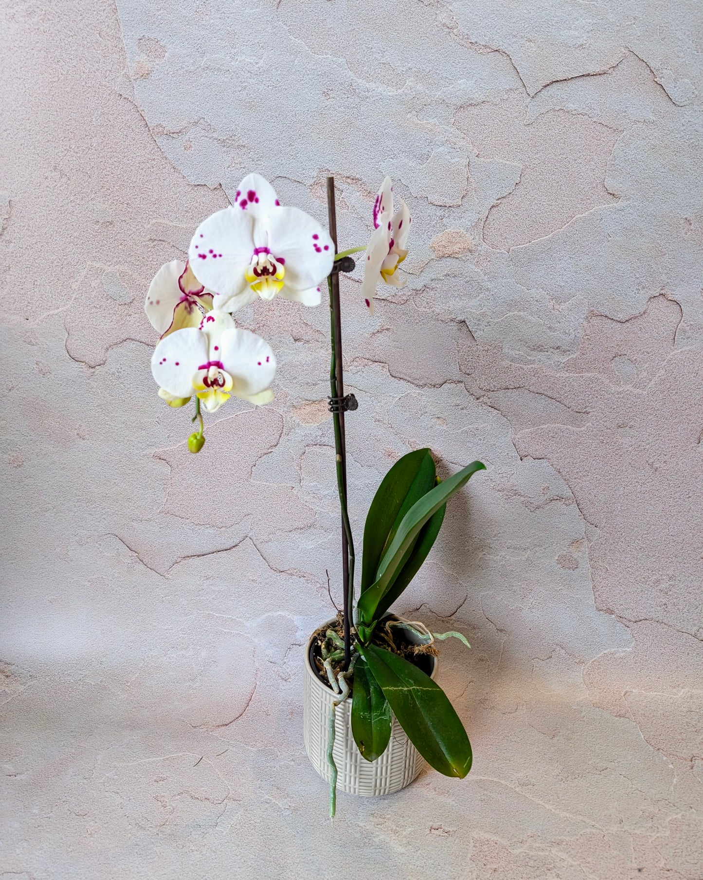 Potted Phalanopses Orchid