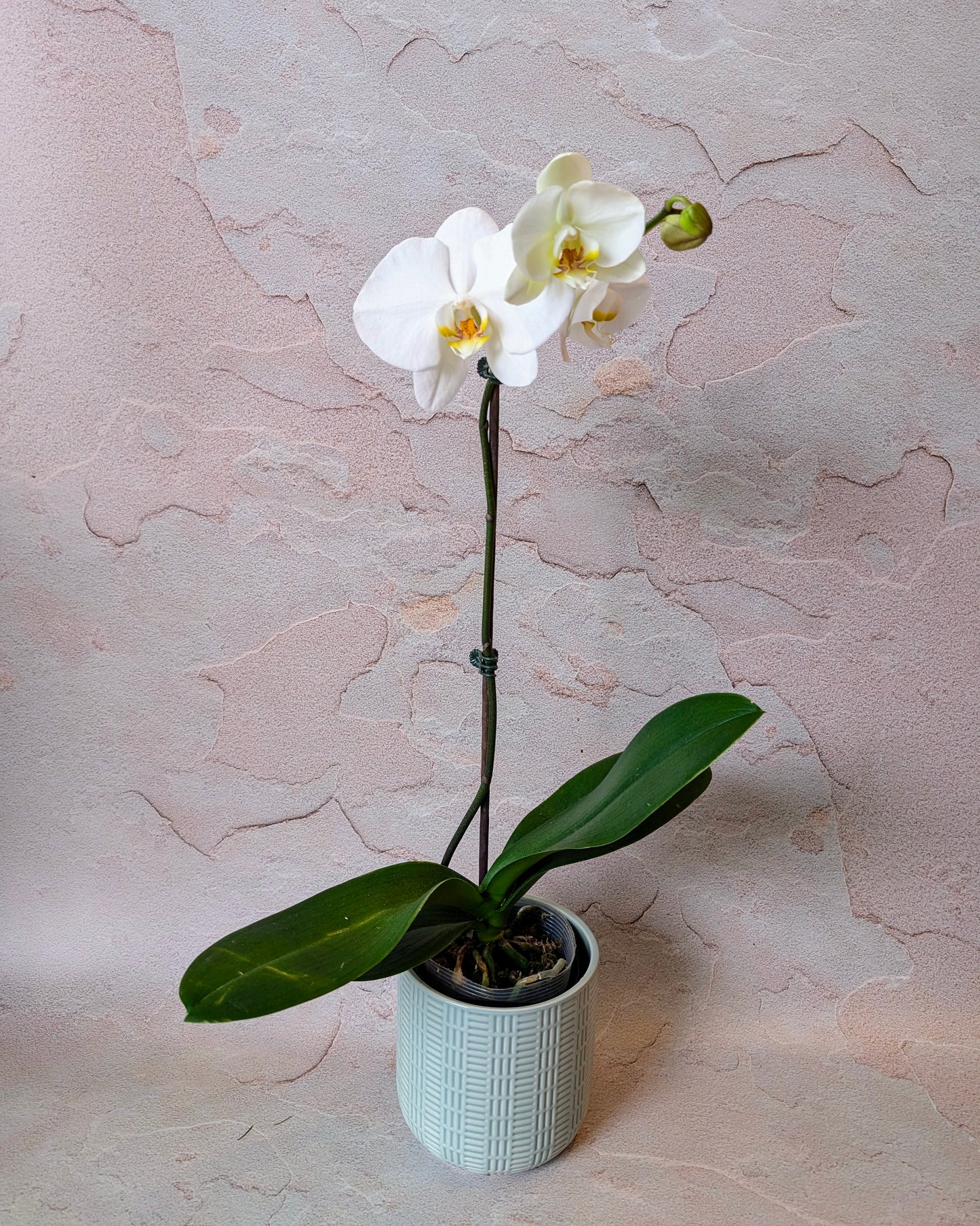 Potted Phalanopses Orchid